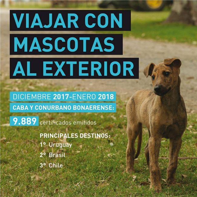 Foto Senasa Certificados Mascotas