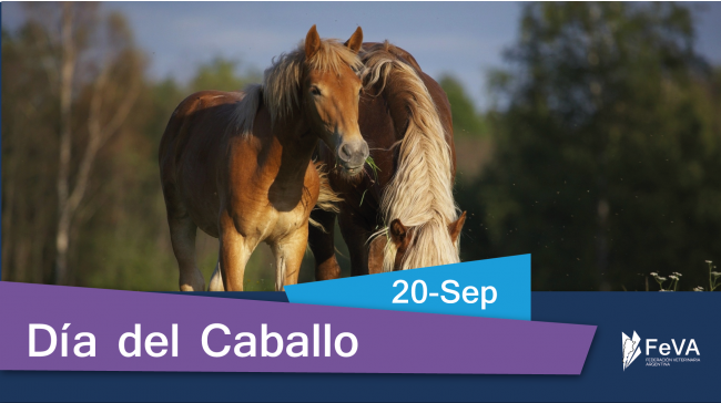 Dia caballo web