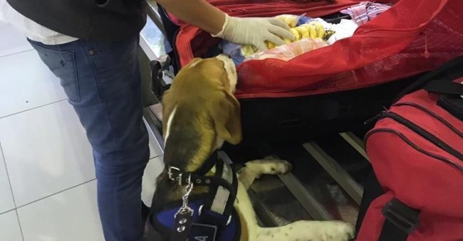 perrito senasa
