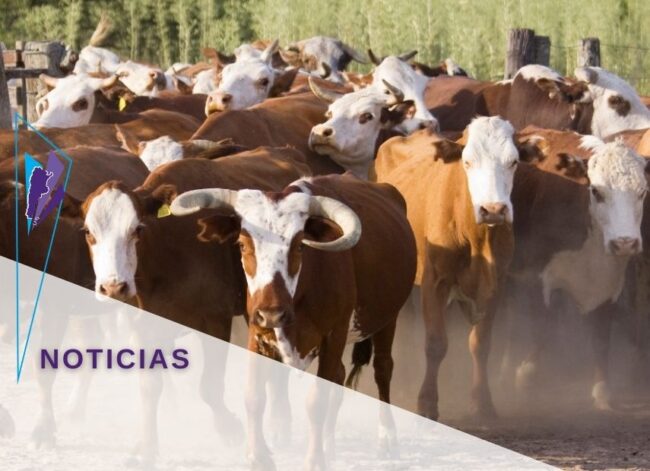 garrapata bovinos (destacado 855X620)