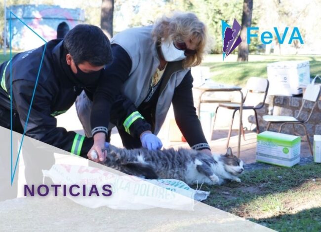 gato rabia (destacado 855X620)