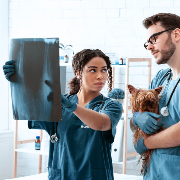 Radiología de tórax de perros y gatos