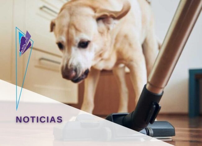 FeVA perro ruido 855X620