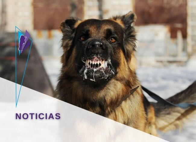 FeVA perro rabia 855X620