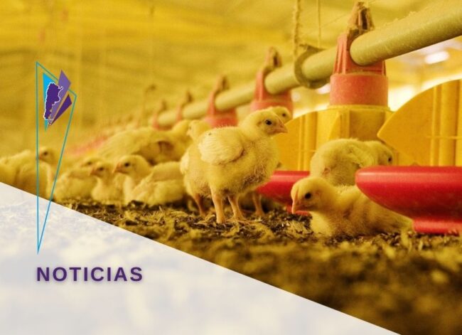 FeVA pollitos 855X620