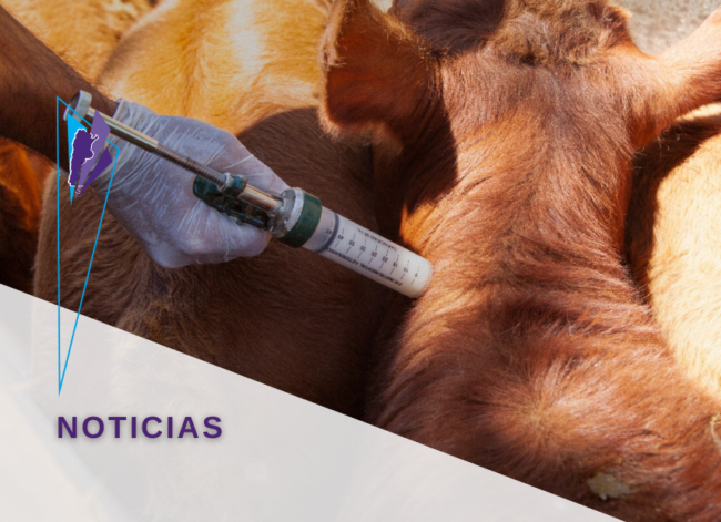 vacunacion bovinos aftosa destacado