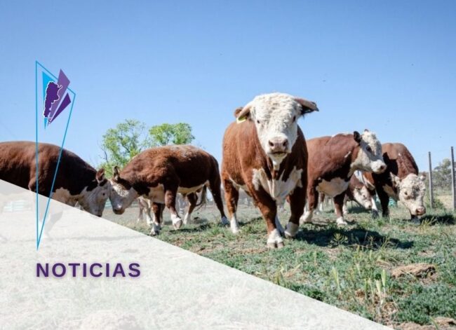 FeVA toros patagonicos 855X620