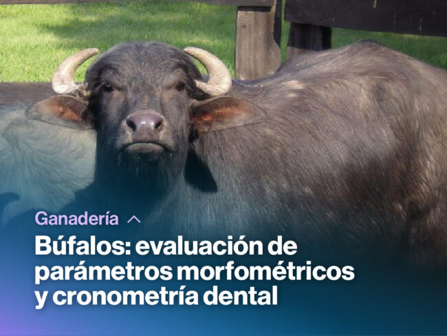 FEVA_NOTICIAS Búfalos_evaluación de-parámetros morfométricos-_miniatura