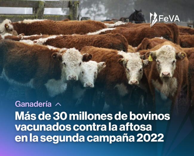 FEVA_NOTICIAS_Más de 30 millones de bovinos vacunados contra la aftosa-_tw